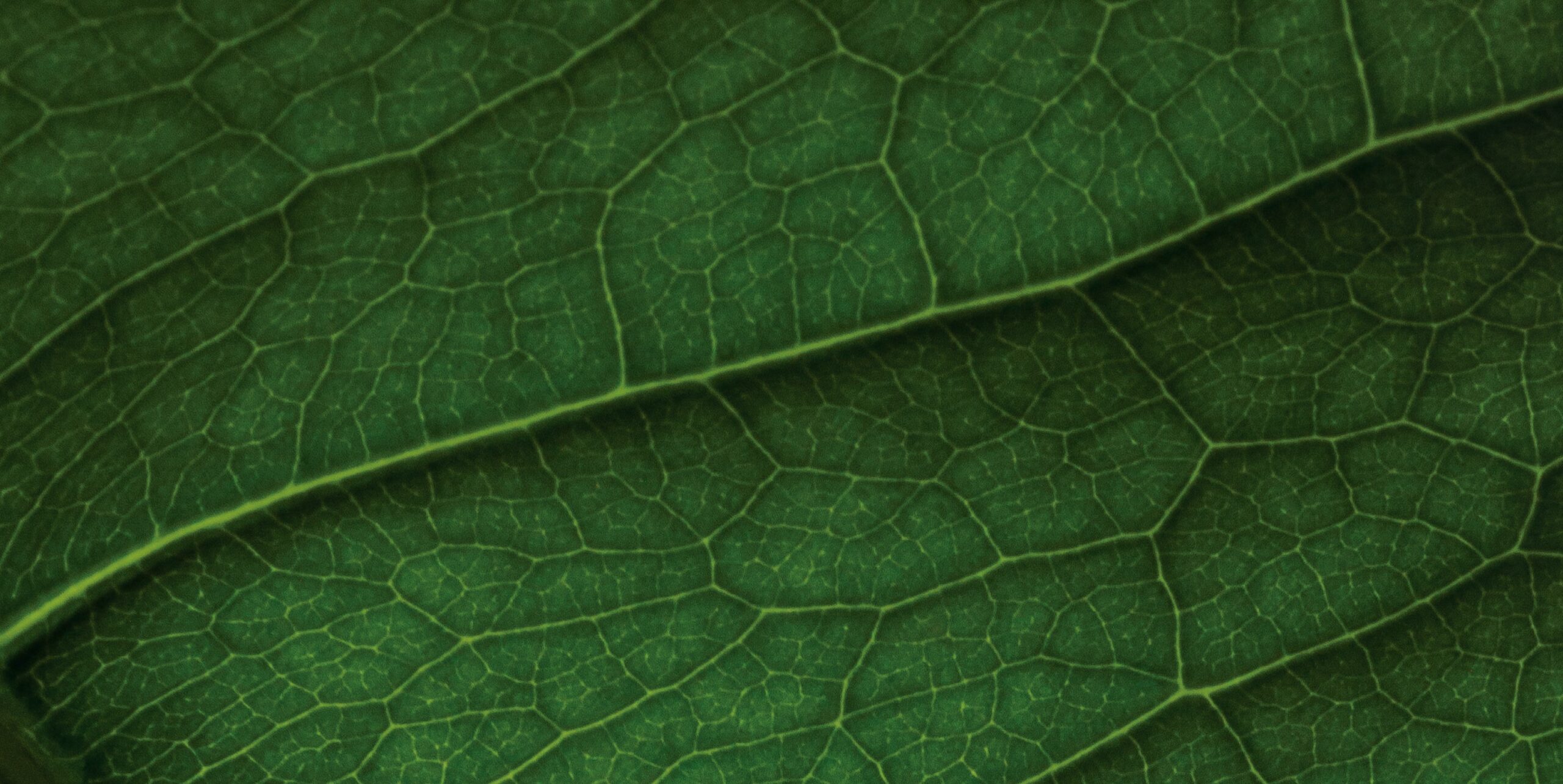 ESG Report 2024-25: Building an AI-powered Low Carbon Future